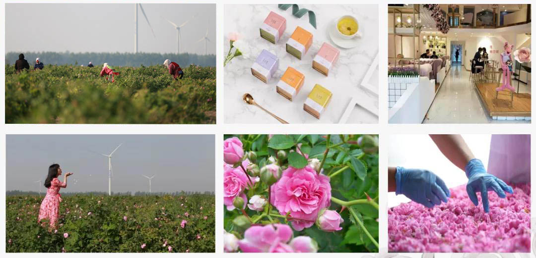 【完善中】云朵玫瑰：争创中国符合国际标准香型油用玫瑰全产业集团第一品牌！