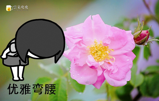 5A级景区的云朵玫瑰花田景象 (29) 拷贝.jpg