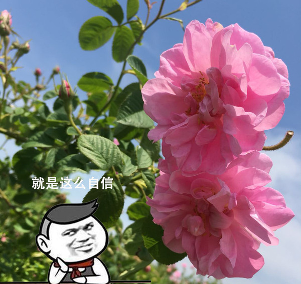 5A级景区的云朵玫瑰花田景象 (13) 拷贝.jpg