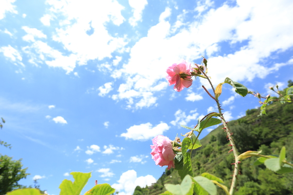 蓝天白云下的云朵玫瑰.JPG