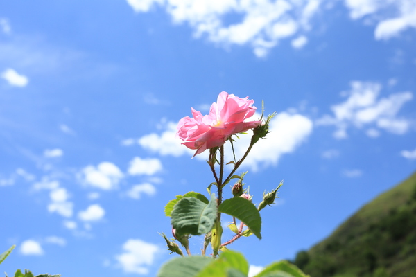 高山上盛开的云朵玫瑰 (14).JPG